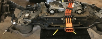 Macaque in the trees